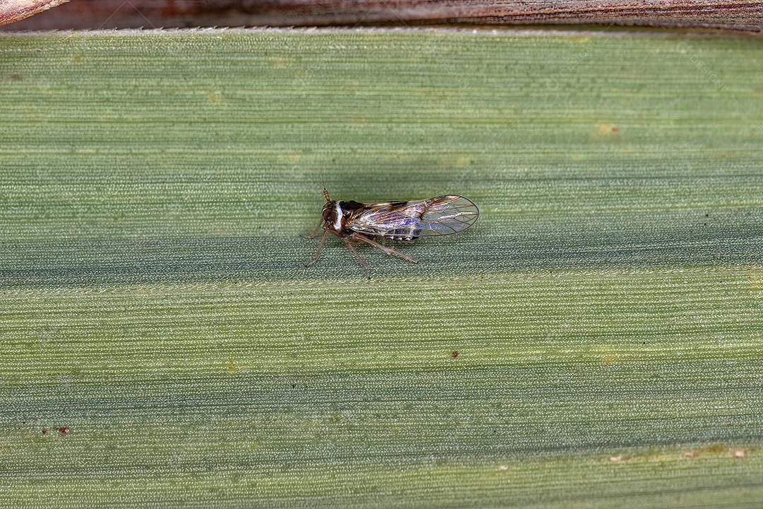 Inseto Planthopper adulto do gênero Chionomus