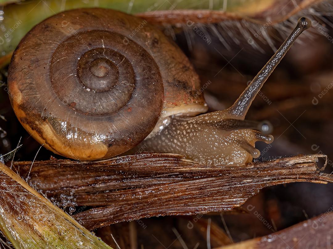 Caracol Tramp Asiático da espécie Bradybaena similaris