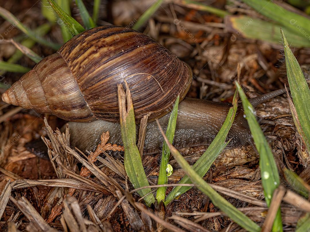 Caracol gigante africano da espécie Lissachatina fulica