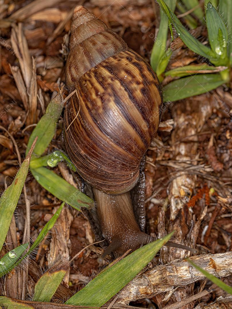 Caracol gigante africano da espécie Lissachatina fulica