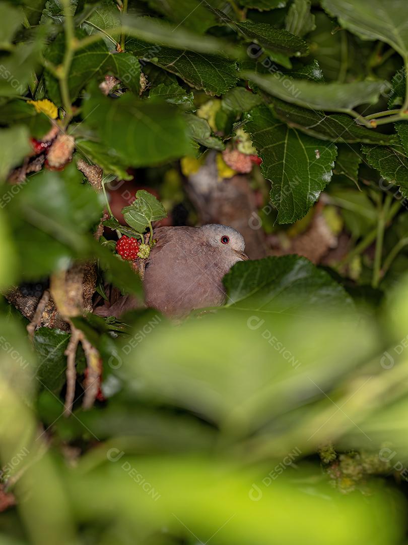 Pomba Ruddy Ground adulto da espécie Columbina talpacoti