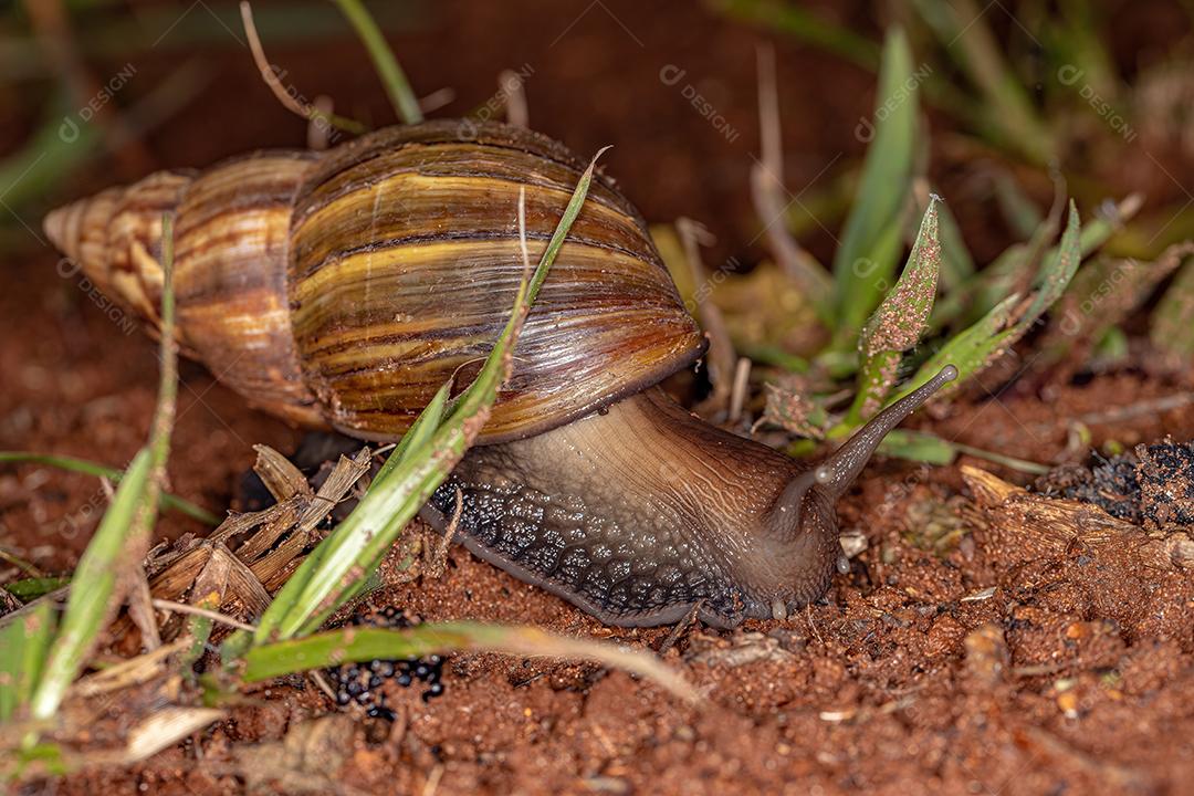 Caracol gigante africano da espécie Lissachatina fulica