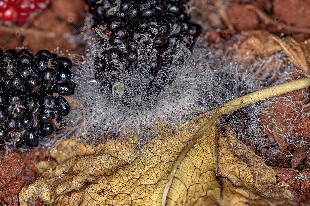 Frutos de amoreira maduros caídos no chão em estado de decomposição fúngica
