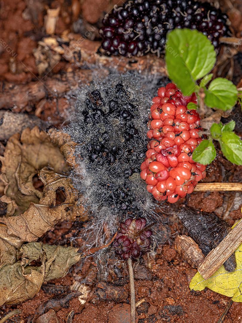 Frutos de amoreira maduros caídos no chão em estado de decomposição fúngica
