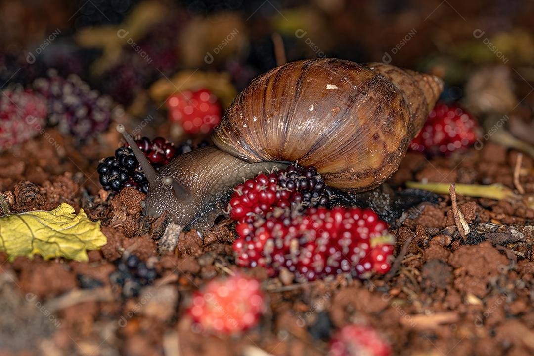 Caracol gigante africano da espécie Lissachatina fulica