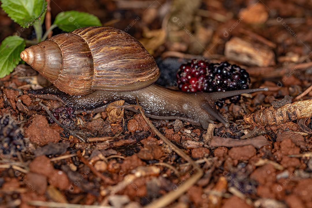 Caracol gigante africano da espécie Lissachatina fulica