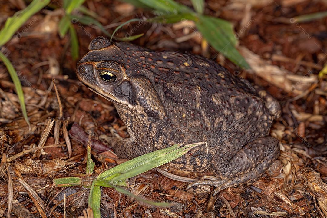 Sapo Cururu adulto da espécie Rhinella diptycha