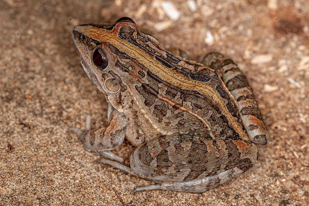 Rã de grama assobiando da espécie Leptodactylus fuscus
