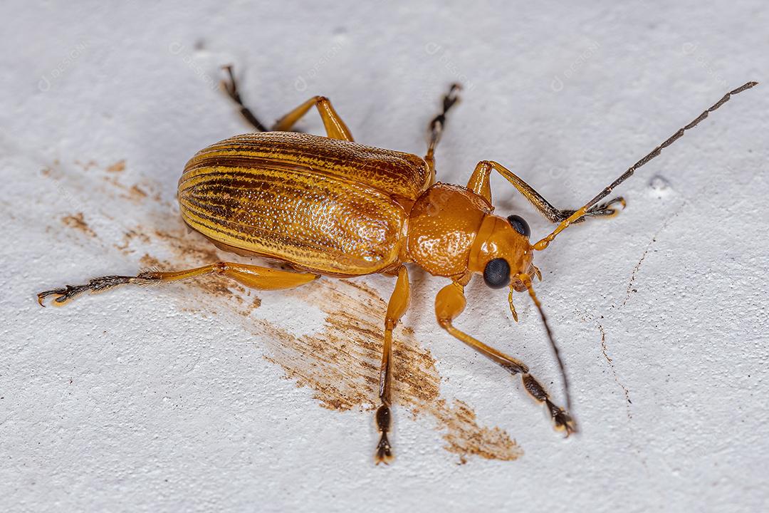 Besouro de folha adulto da subfamília Eumolpinae