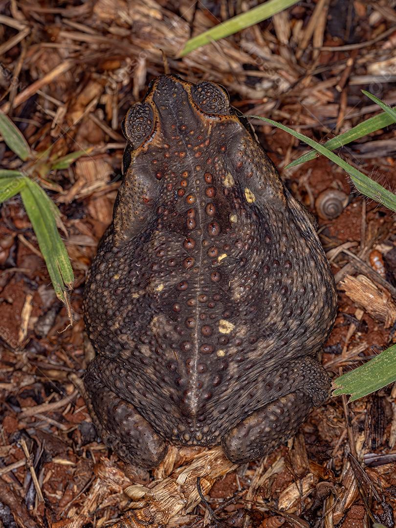 Sapo Cururu adulto da espécie Rhinella diptycha