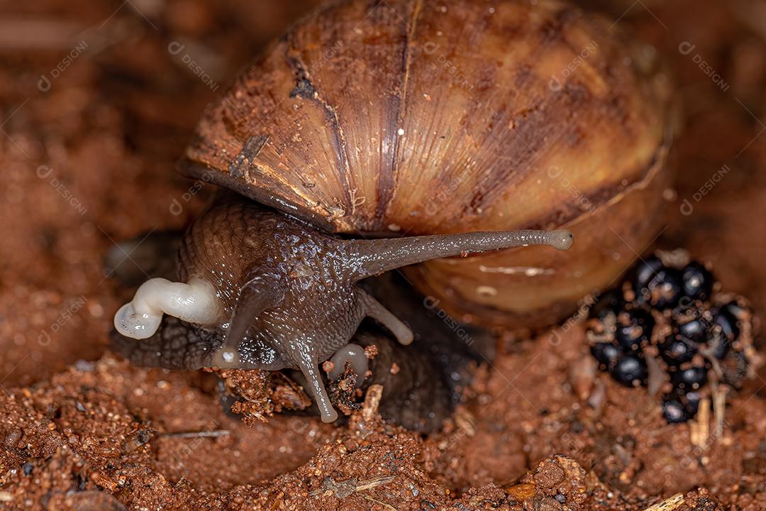 Caracol gigante africano da espécie Lissachatina fulica