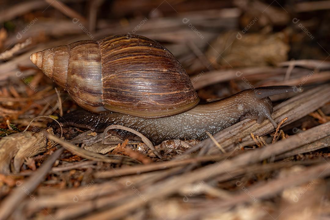 Caracol gigante africano da espécie Lissachatina fulica