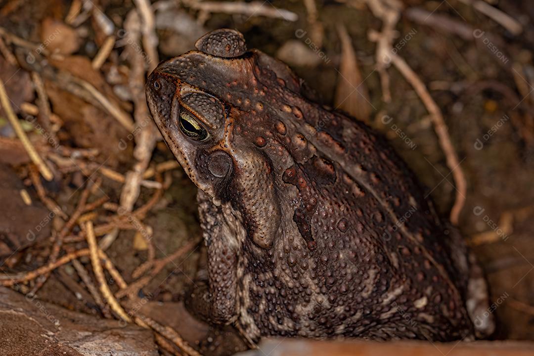 Sapo Cururu adulto da espécie Rhinella diptycha