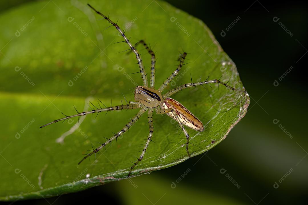 Aranha lince adulta da espécie Peucetia rubrolineata