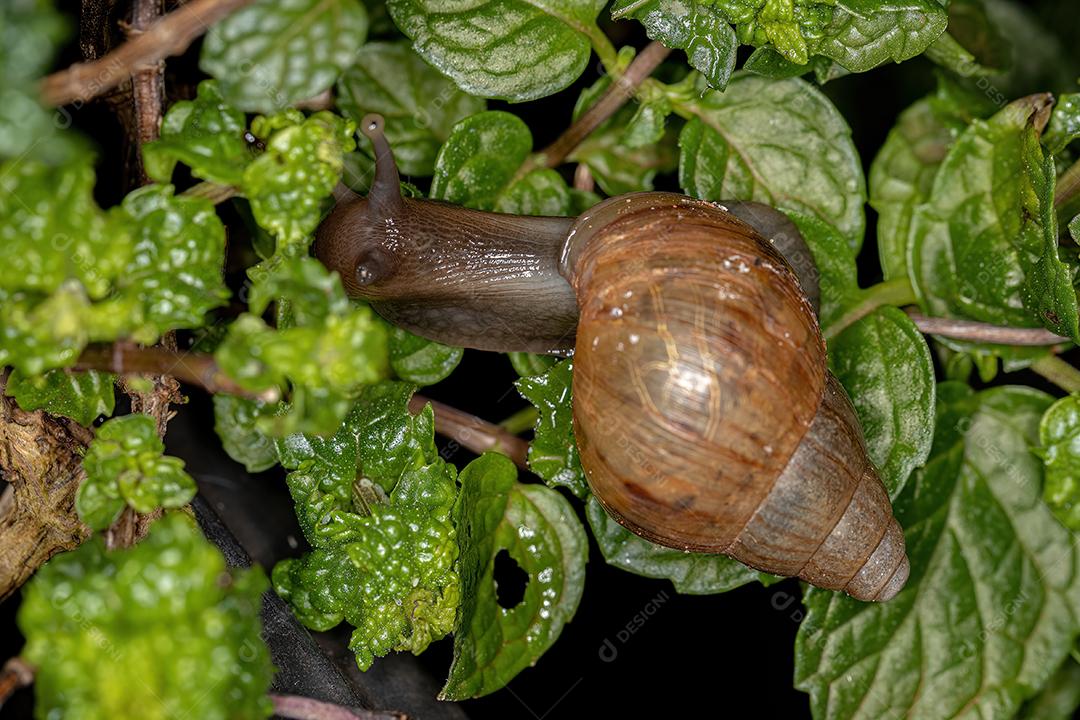 Caracol gigante africano da espécie Lissachatina fulica