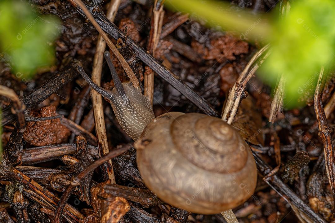 Caracol Tramp Asiático da espécie Bradybaena similaris