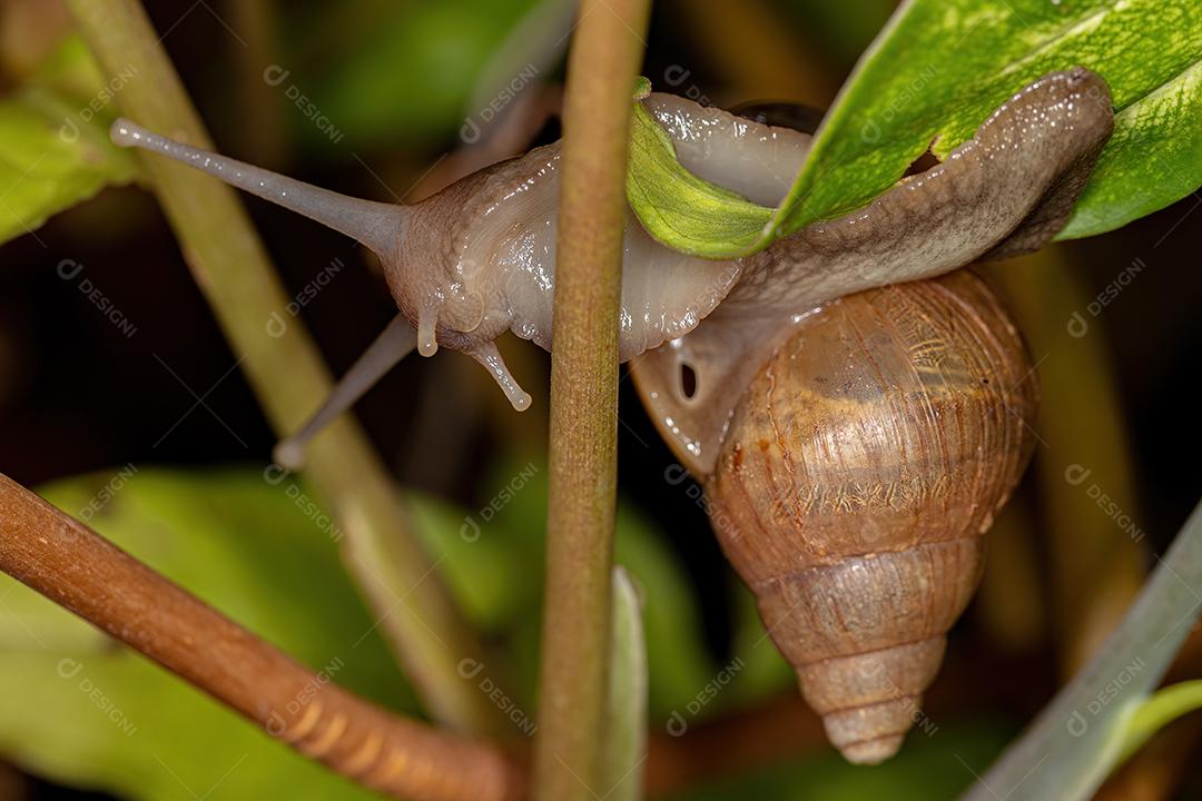 Caracol gigante africano da espécie Lissachatina fulica