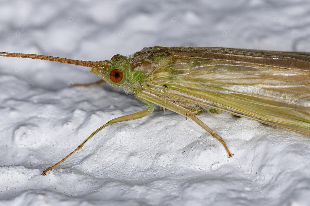 Caddisfly verde adulto do gênero Leptonema