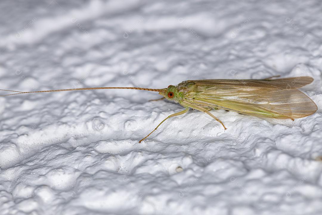 Caddisfly verde adulto do gênero Leptonema