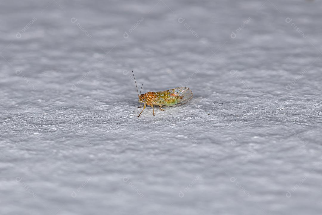Piolhos de plantas saltadoras adultos da família Psyllidae