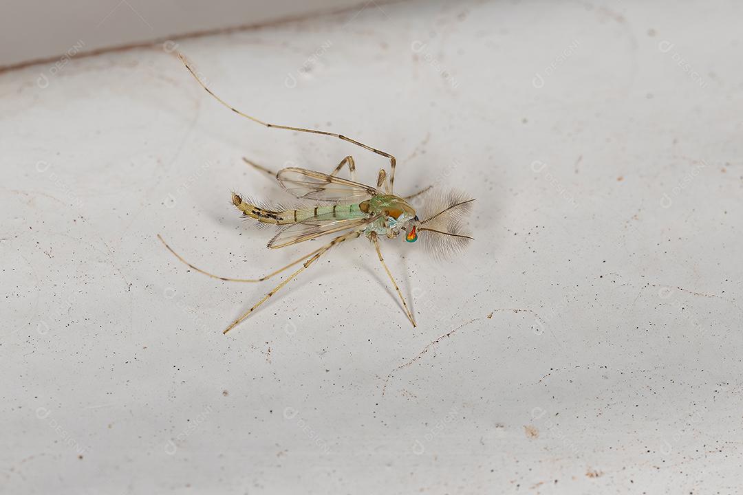 Midge não mordedor adulto da família Chironomidae