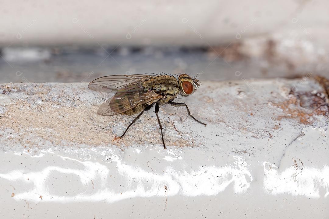 Mosca Caliptrada Adulta do Zoosubseção Calyptratae