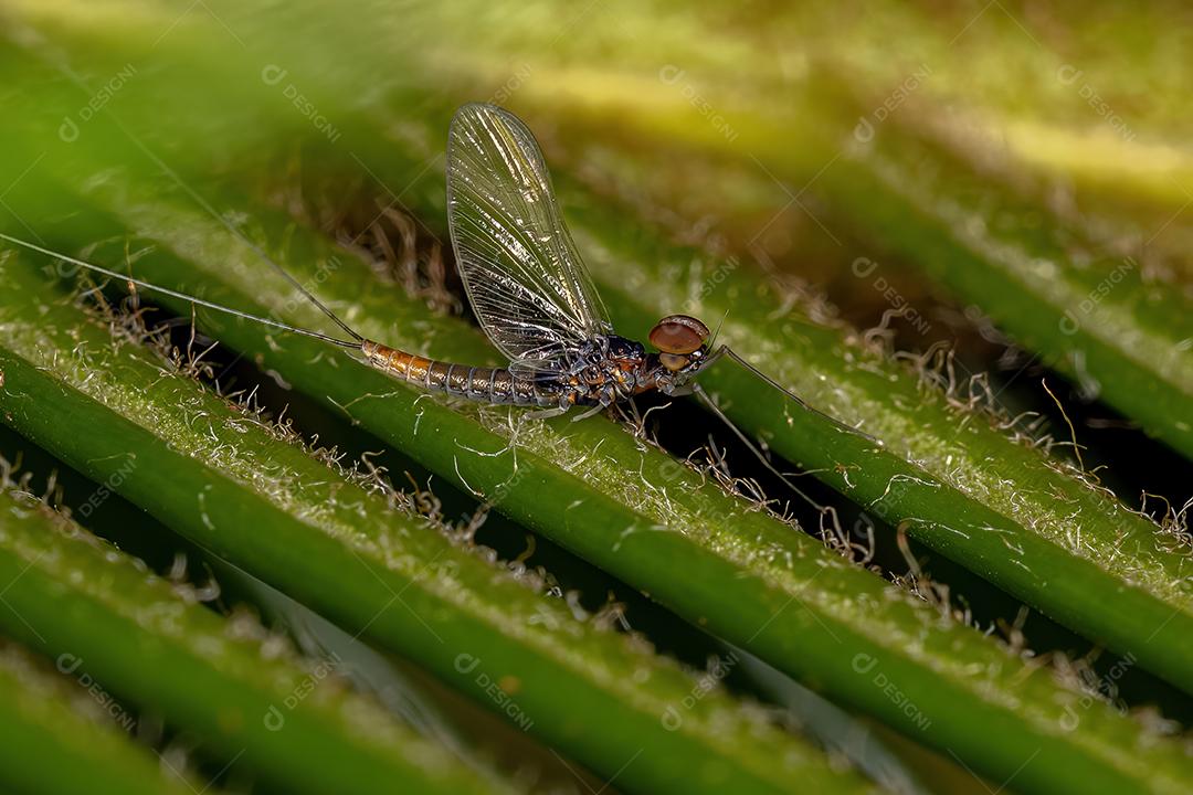 Mayfly macho adulto da família Baetidae