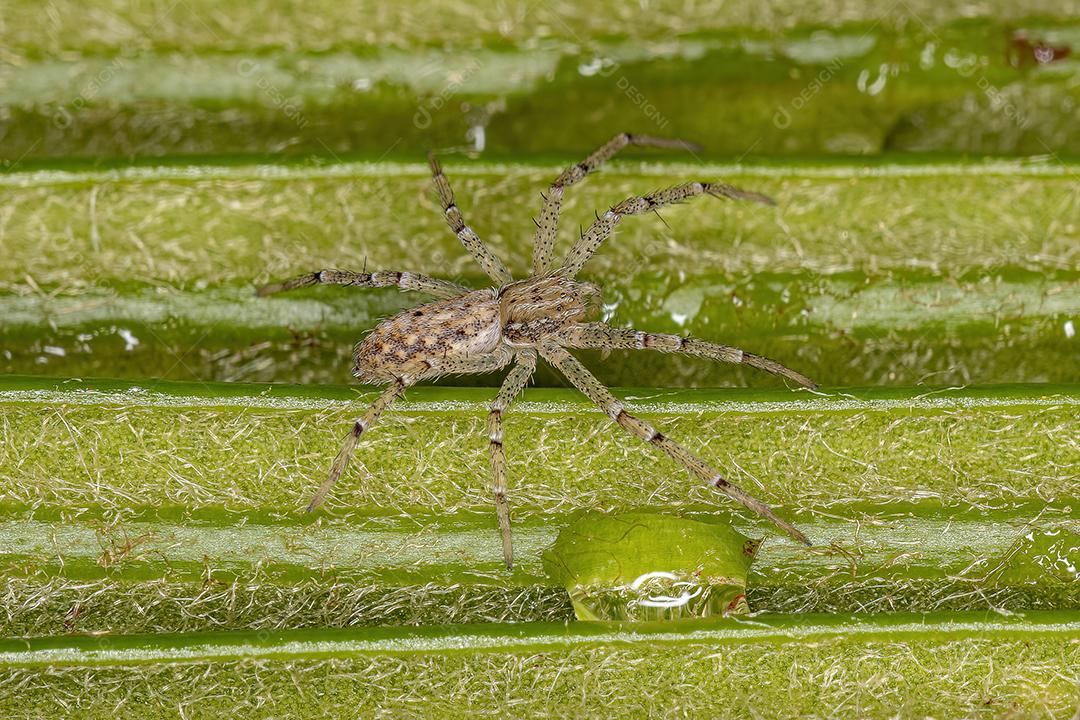 Aranha do Caranguejo Correndo da Família Philodromidae