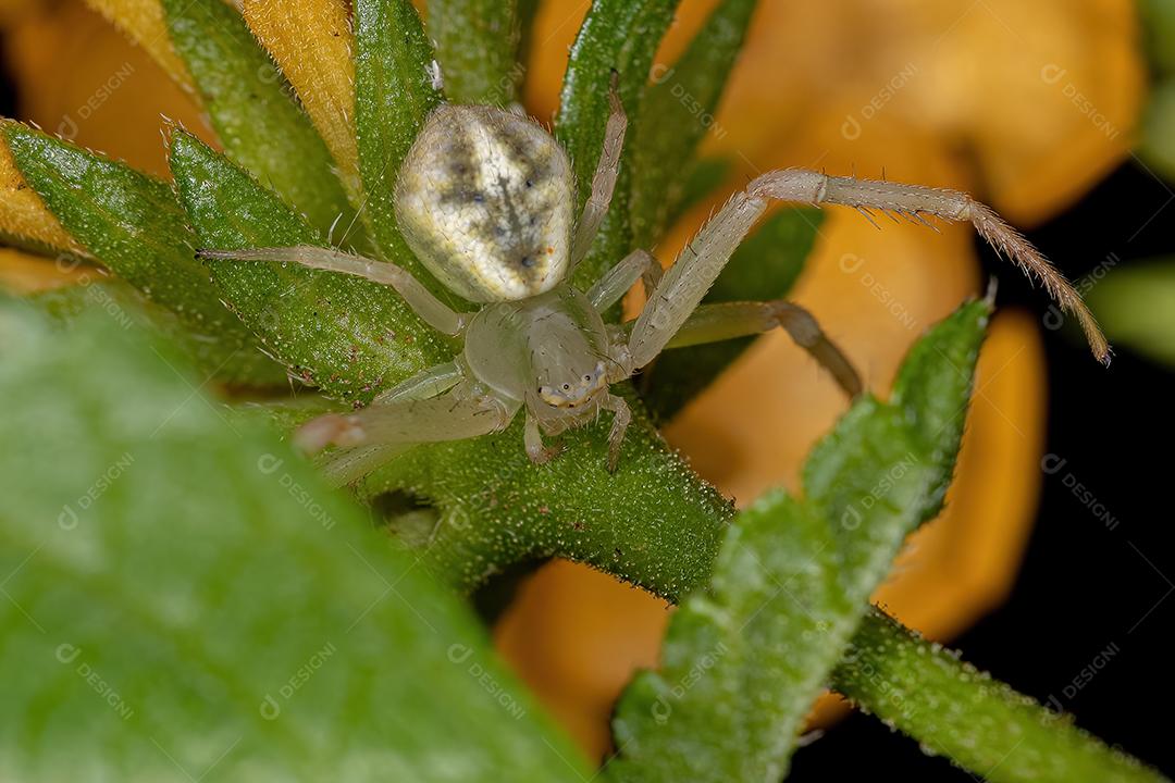 Aranha-caranguejo fêmea adulta da família Thomisidae