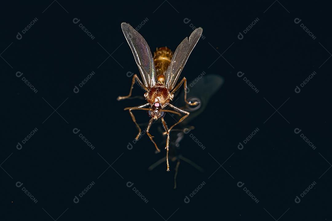 Formiga Alada Macho Adulto da Subfamília Myrmicinae