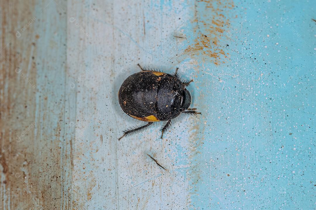 Inseto de ébano adulto da família Thyreocoridae