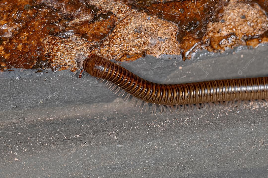 Milípede Marrom Comum Adulto da Ordem Spirostreptida