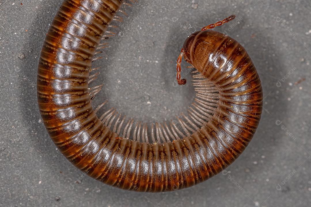 Milípede Marrom Comum Adulto da Ordem Spirostreptida