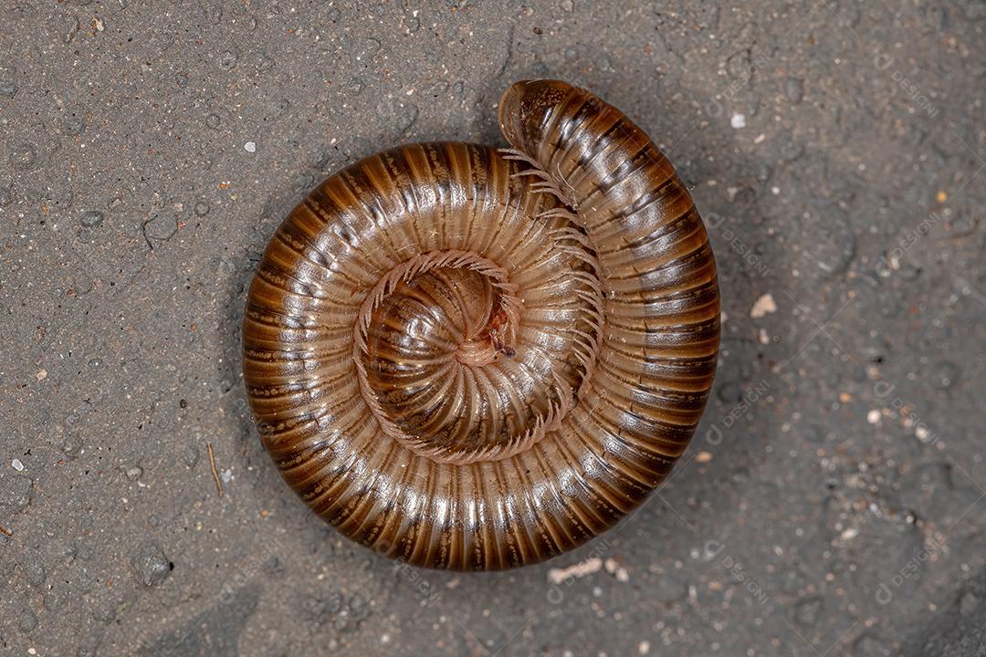 Milípede Marrom Comum Adulto da Ordem Spirostreptida