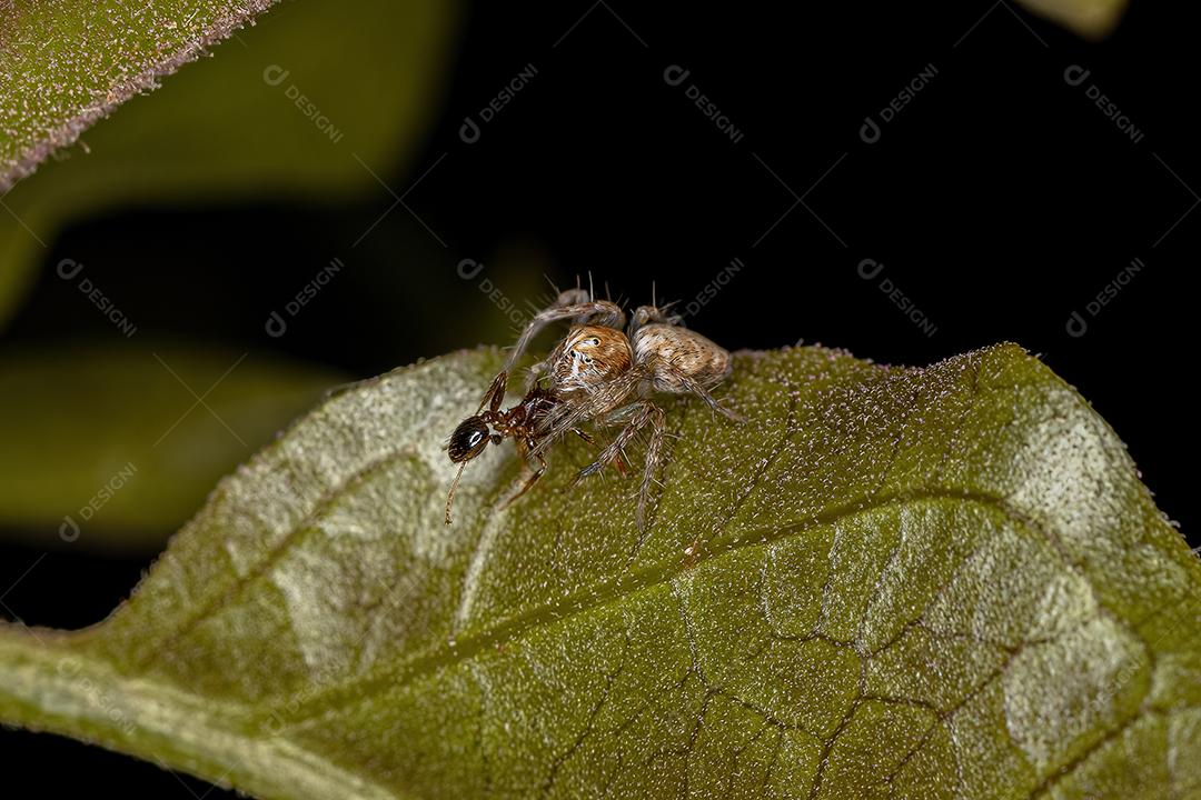 Aranha lince pequena do gênero Hamataliwa atacando uma formiga