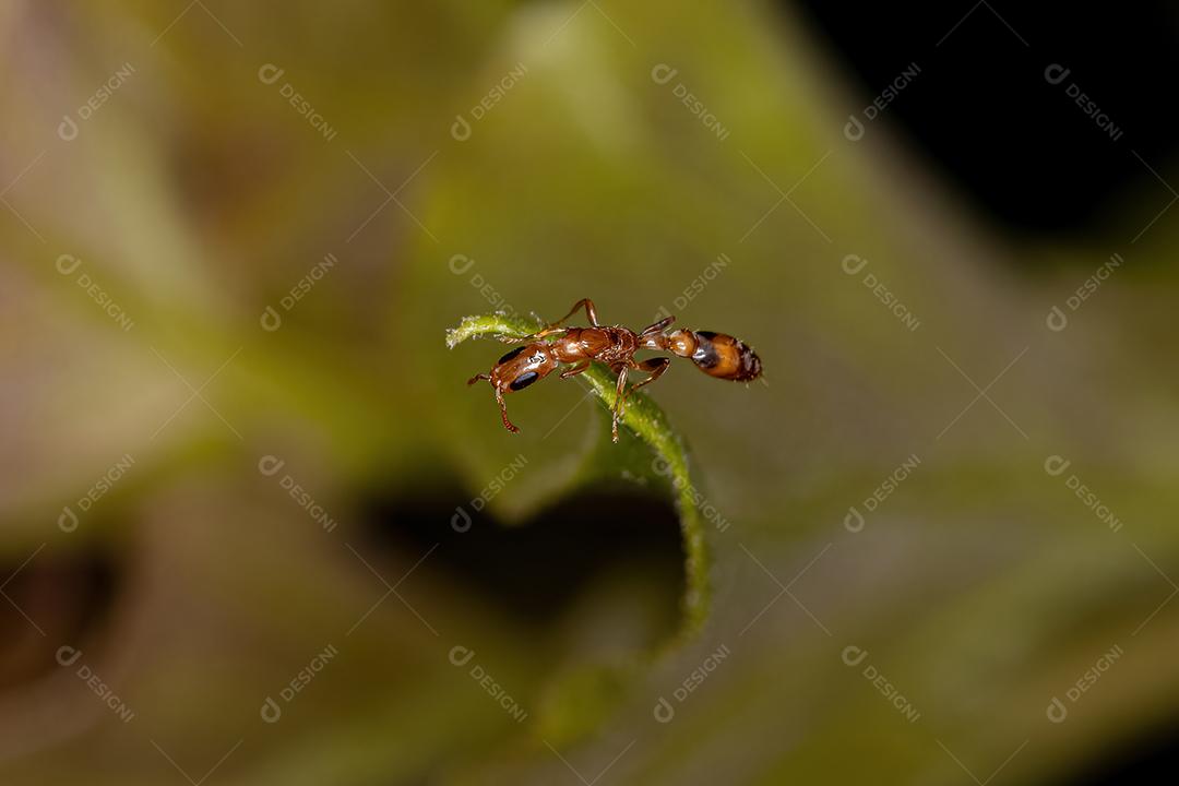 Formiga-galho-vermelha adulta do gênero Pseudomyrmex