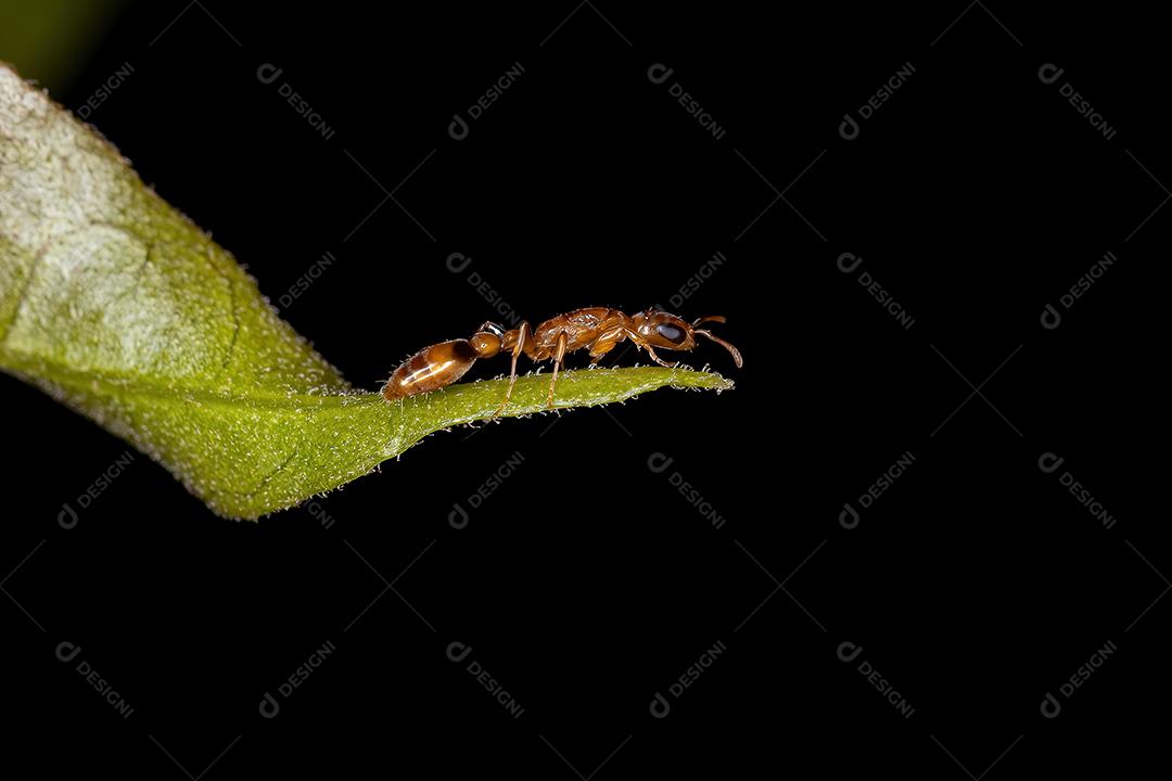 Formiga-galho-vermelha adulta do gênero Pseudomyrmex