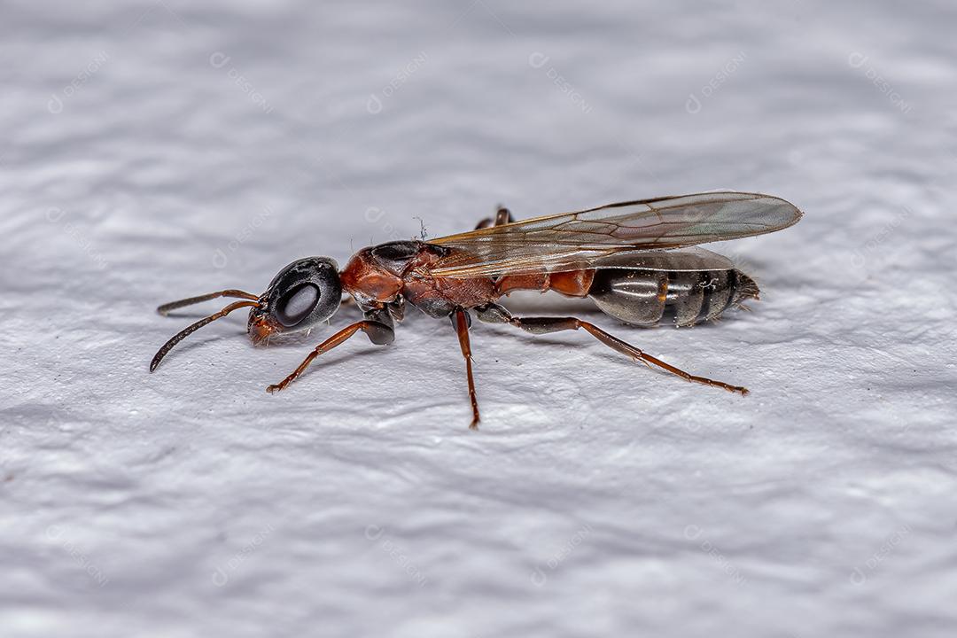 Formiga-rainha-galho adulta do gênero Pseudomyrmex