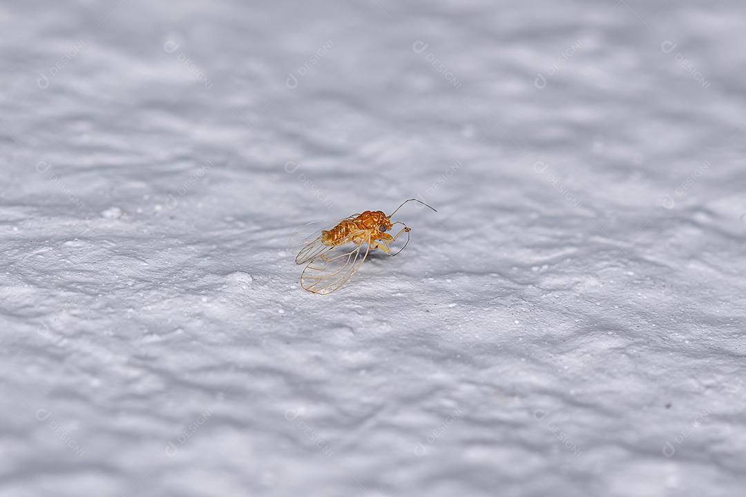 Piolhos de plantas saltadoras adultos da família Psyllidae