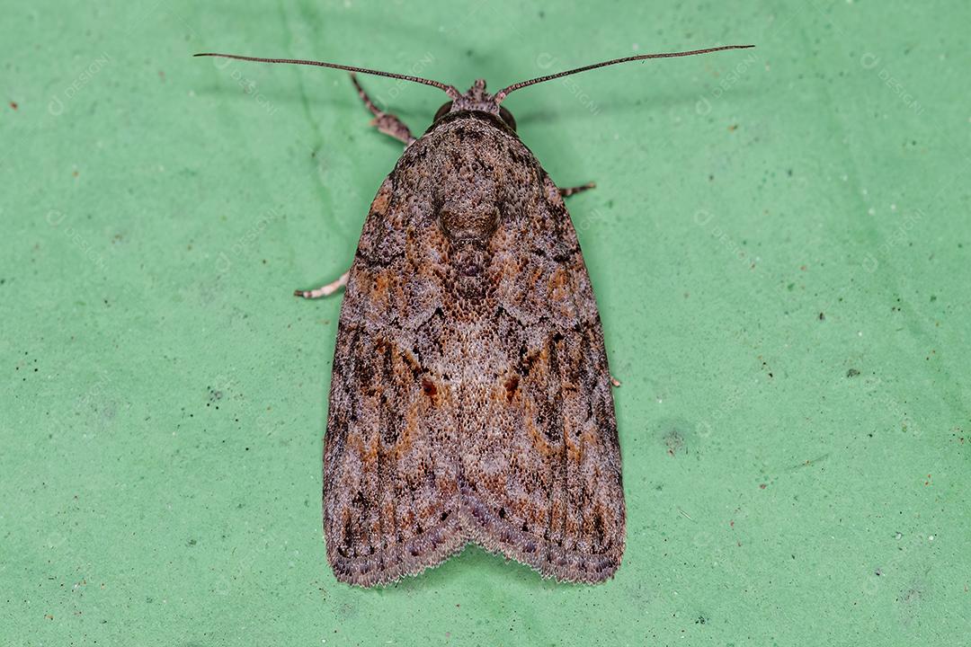 Lagarta-azeitona-preta adulta da espécie Garella nilotica