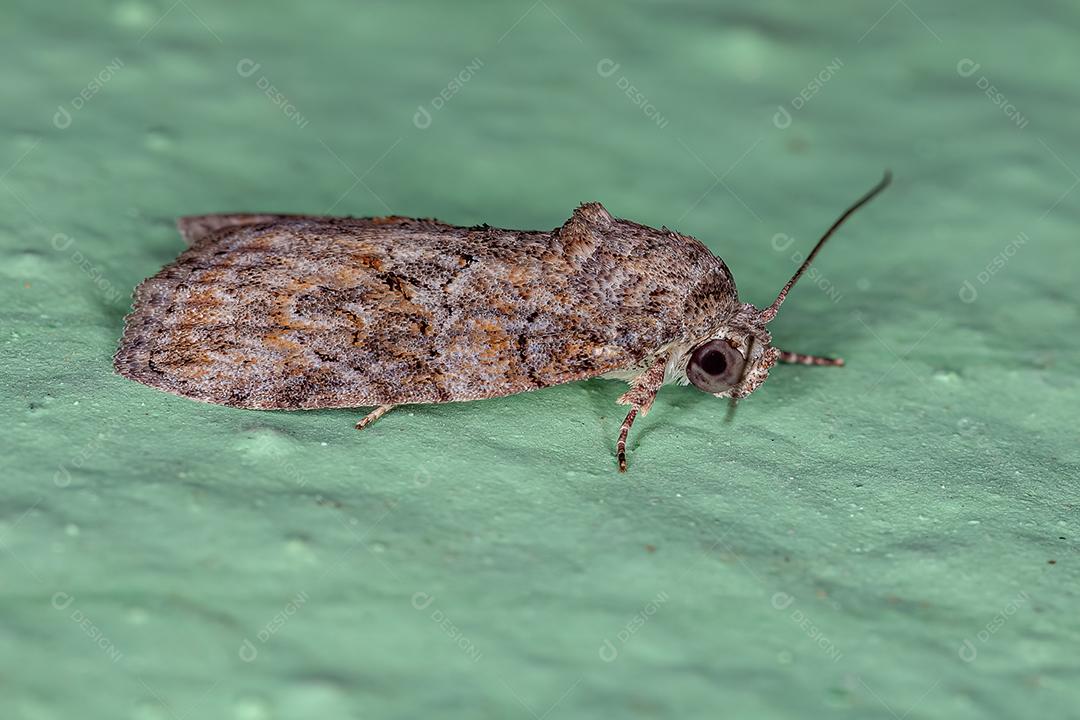 Lagarta-azeitona-preta adulta da espécie Garella nilotica