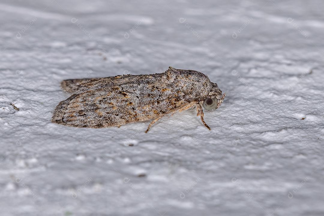 Lagarta-azeitona-preta adulta da espécie Garella nilotica