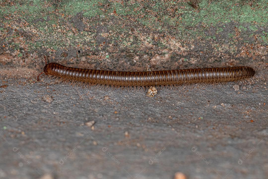 Milípede Marrom Comum Adulto da Ordem Spirostreptida