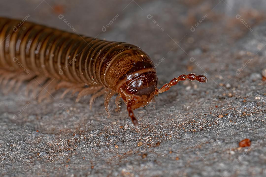 Milípede Marrom Comum Adulto da Ordem Spirostreptida