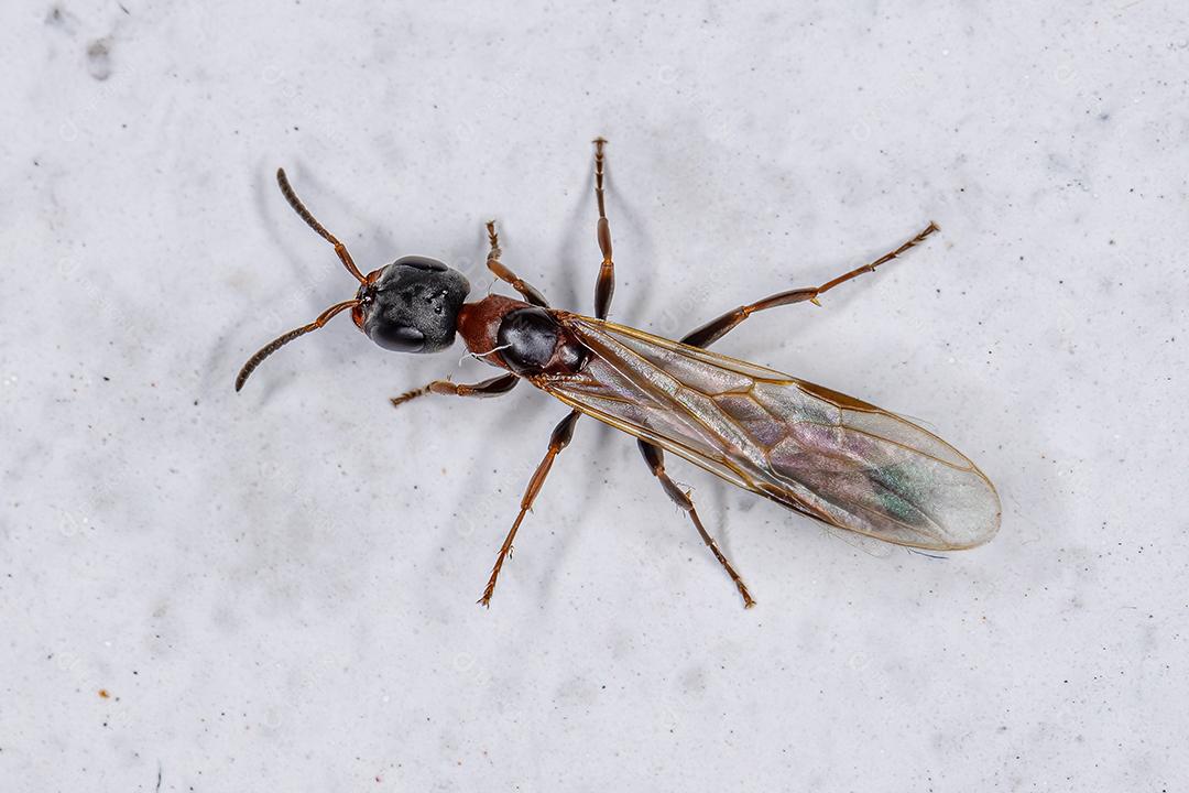 Formiga-rainha-galho adulta do gênero Pseudomyrmex