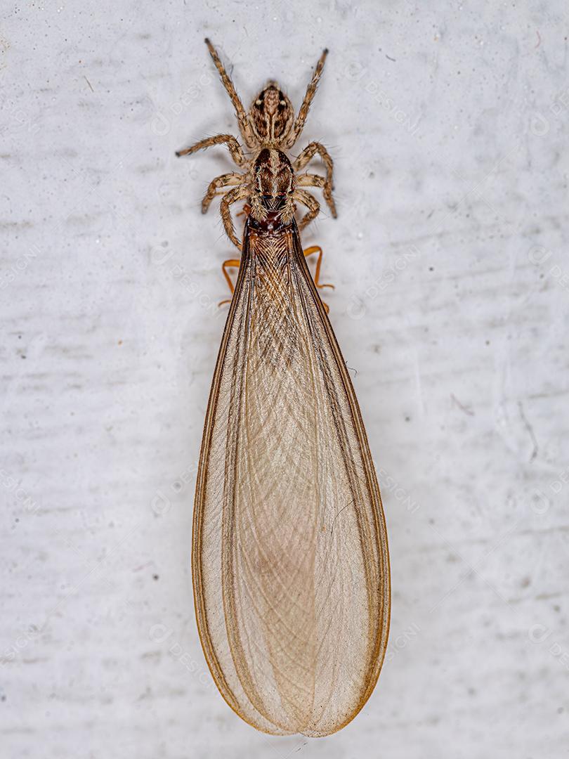 Pequena aranha saltadora pantropical da espécie Plexippus paykulli predando um cupim