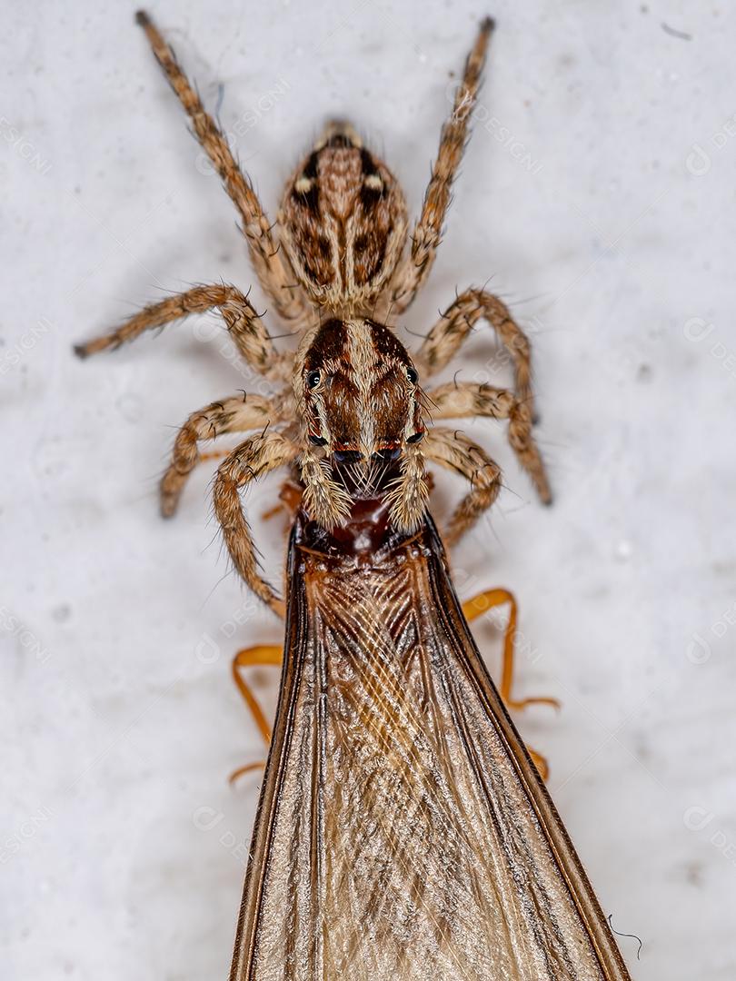 Pequena aranha saltadora pantropical da espécie Plexippus paykulli predando um cupim