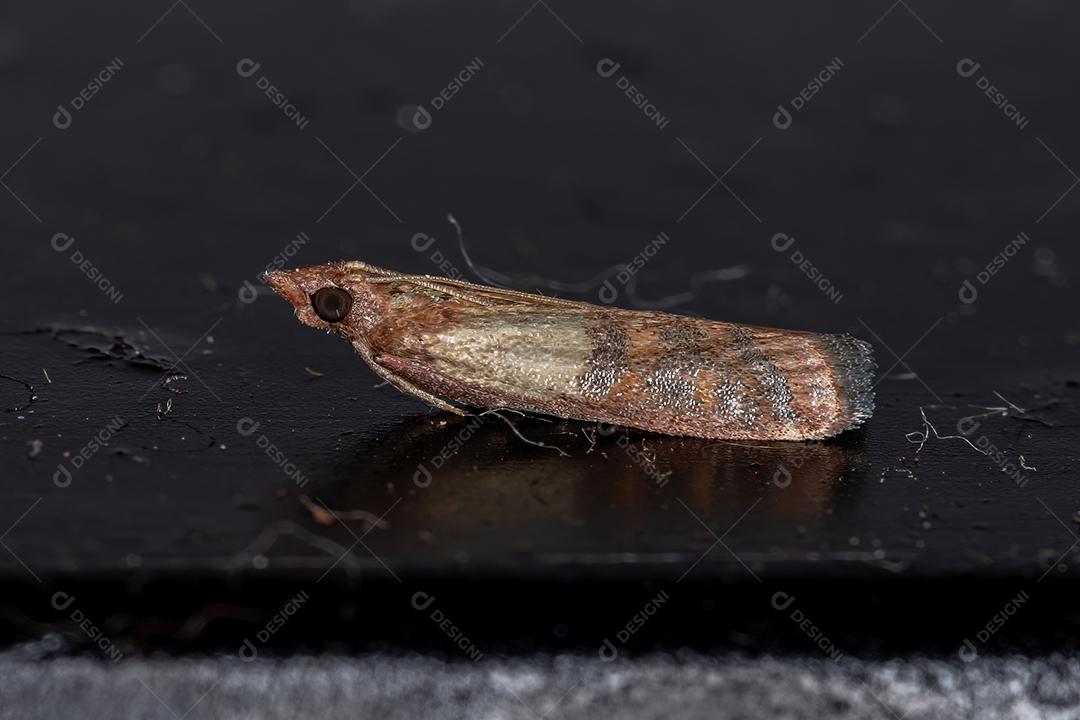 Mariposa de farinha indiana adulta da espécie Plodia interpunctella