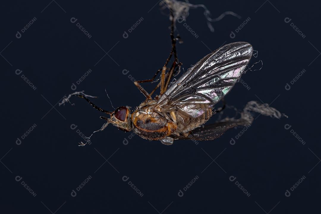 Mosca de abelha adulta da família Bombyliidae