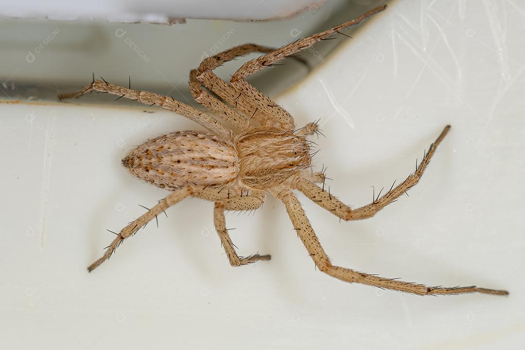 Aranha do Caranguejo Correndo da Família Philodromidae